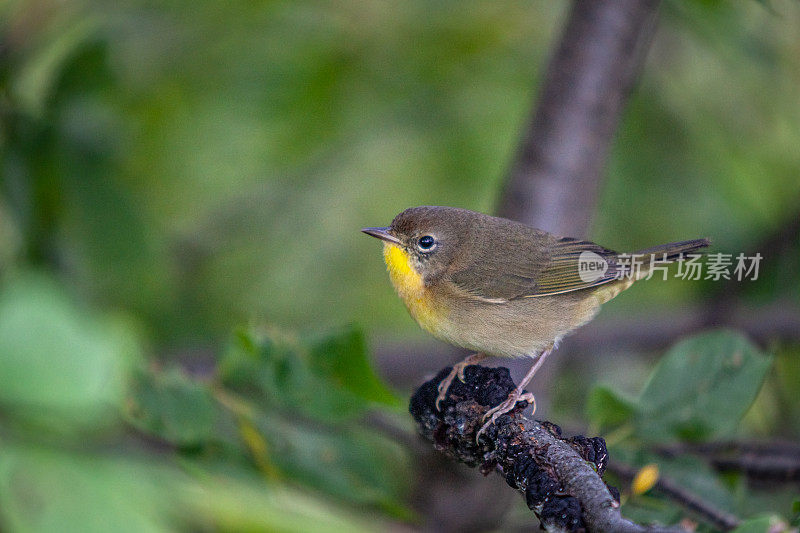 常见黄喉雌性，Mascarita Común， (Geothlypis trichas)，雌性蒙面莺。